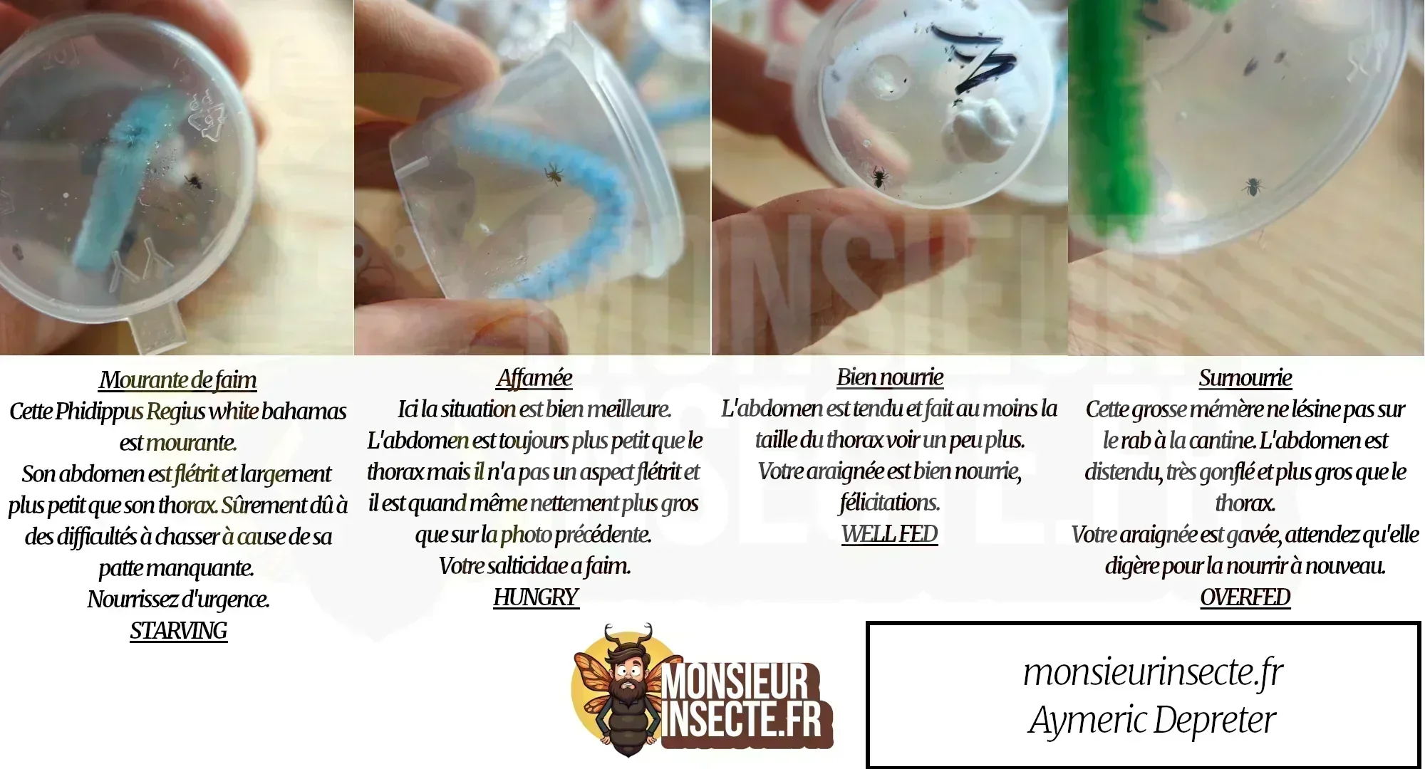 Comment nourrir une jeune Phidippus Regius | Araignée sauteuse