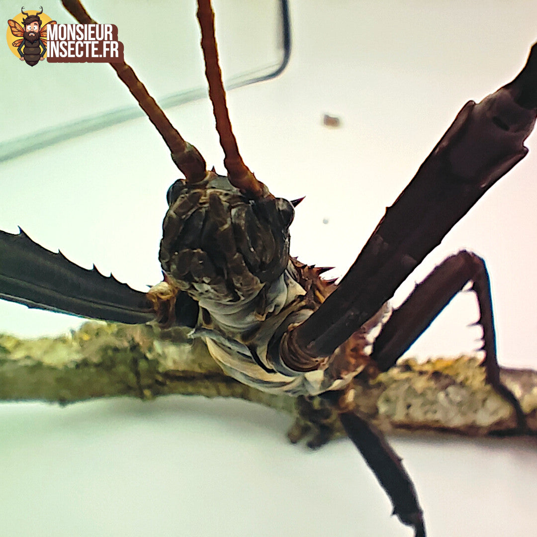 selfie Eurycantha Horrida
