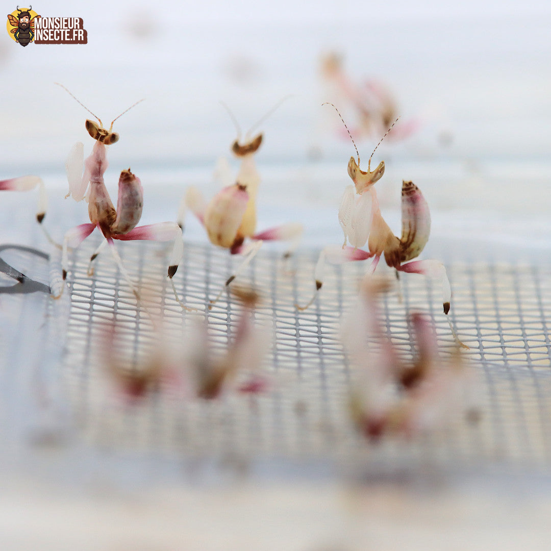 Élevage mante orchidée : guide complet pour débutants (Hymenopus coronatus)