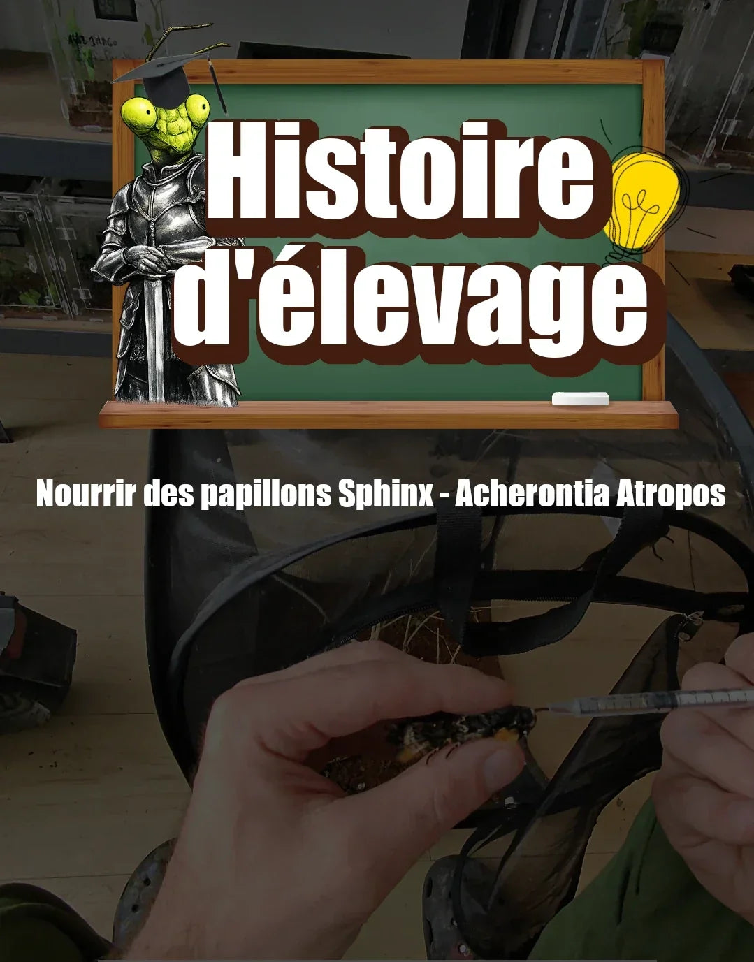 Comment nourrir des Acherontia Atropos - Papillons Sphinx tête de mort