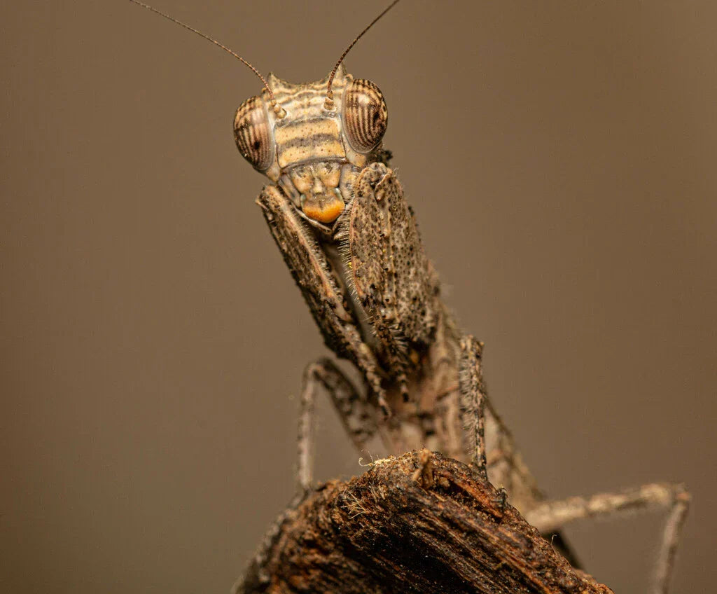 comment élever une mante religieuse
