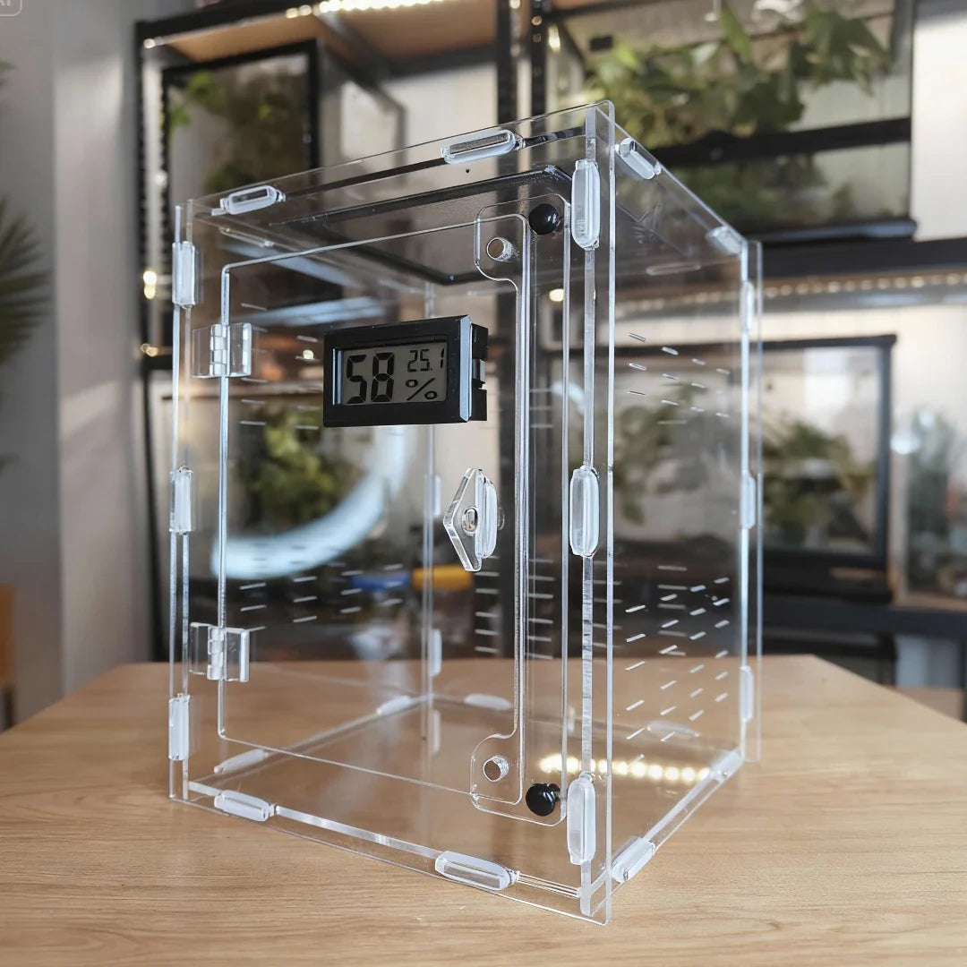 achat terrarium insecte mante religieuse phasme araignée