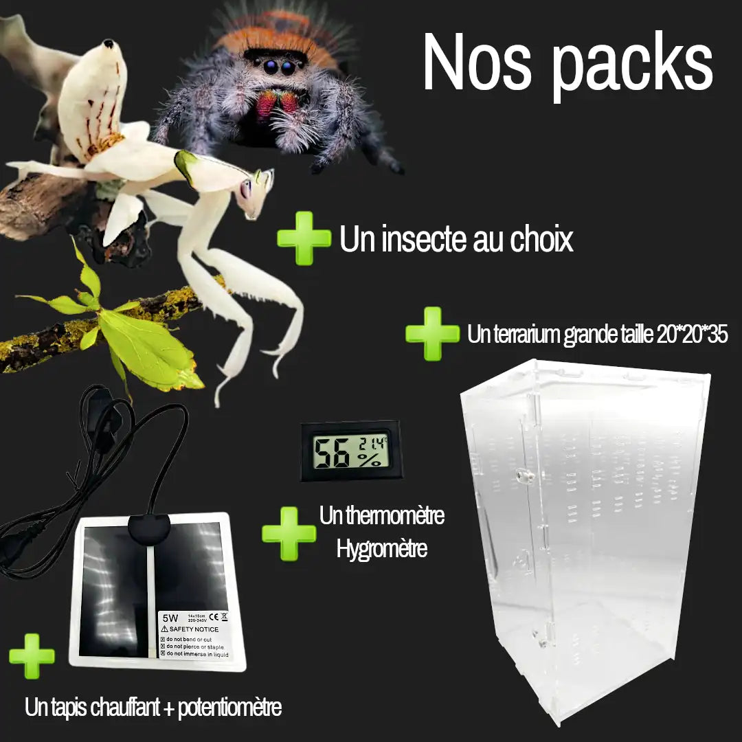 achat pack terrarium insecte