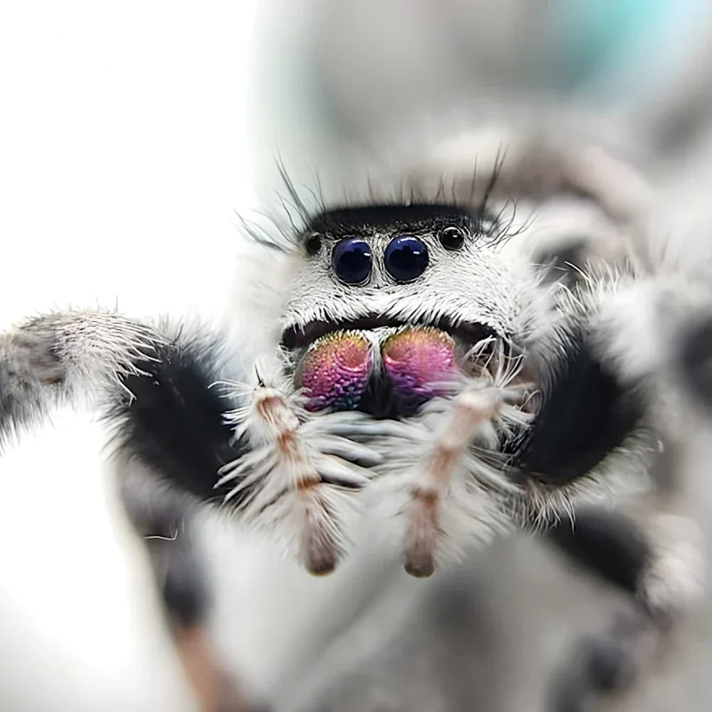 achat araignée phidippus regius