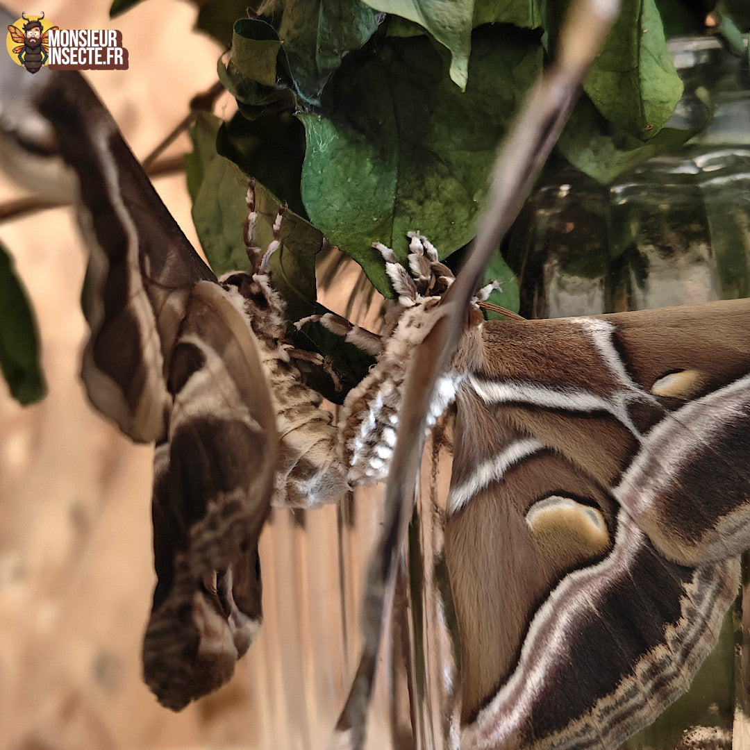 Accouplement_mating_Bombyx_Ery