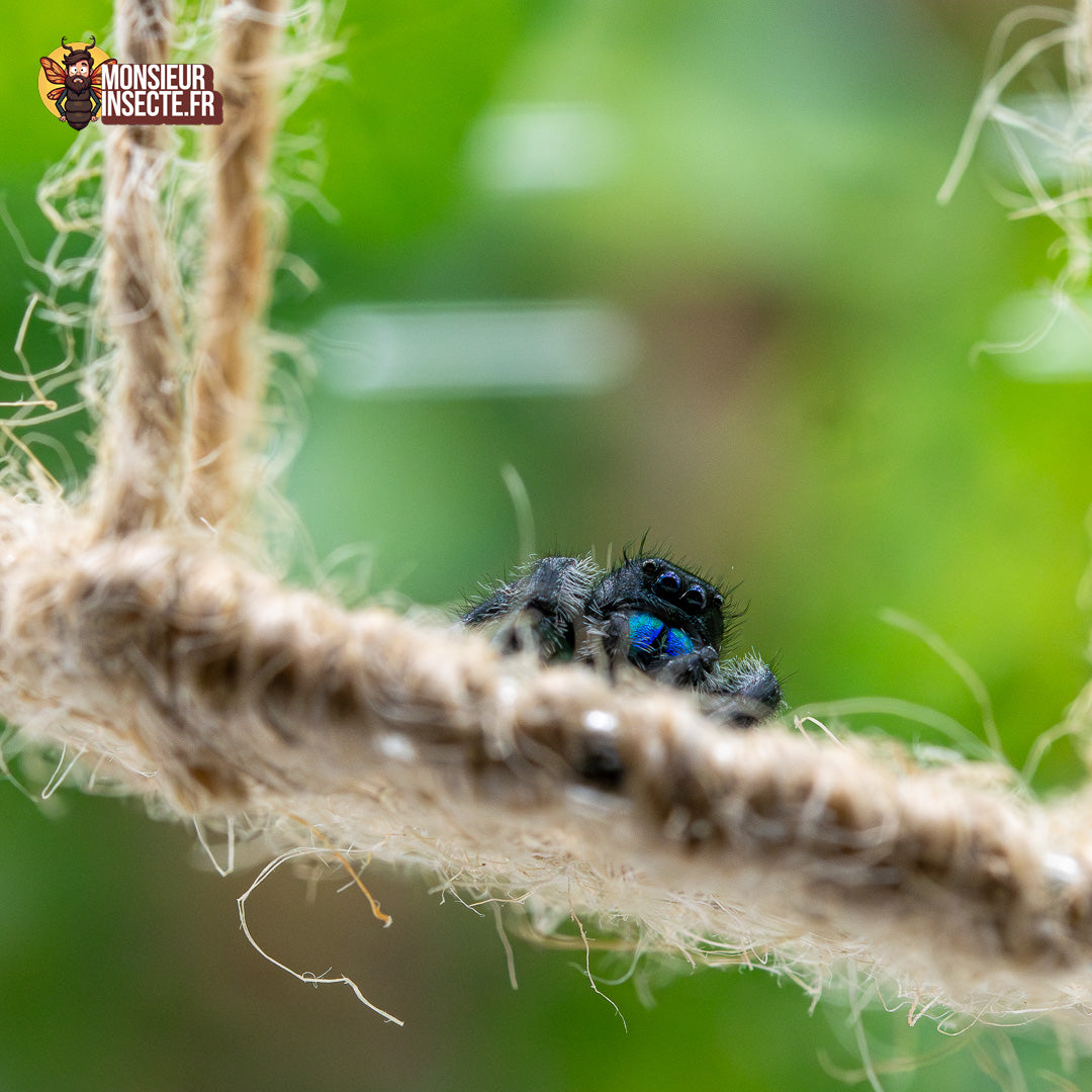 Achat Decoration phidippus regius 3