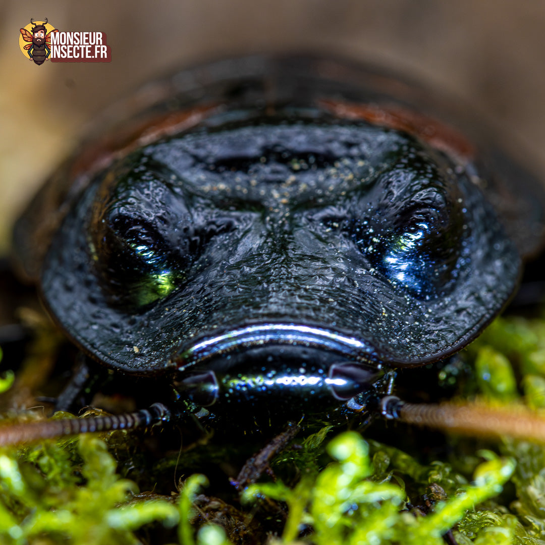 Blatte | Blatte souffleuse de Madagascar - Gromphadorhina portentosa