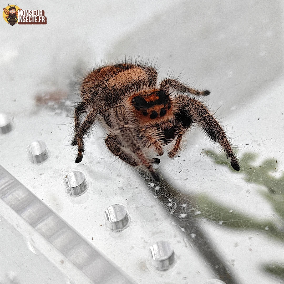 Achat Araignée Phidippus Regius