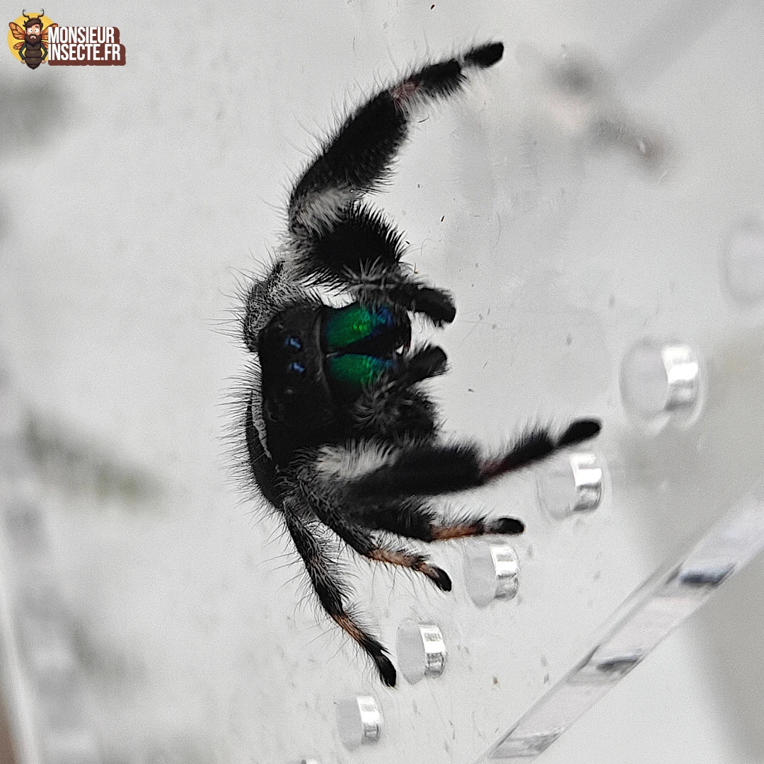 Achat Araignée Phidippus Regius
