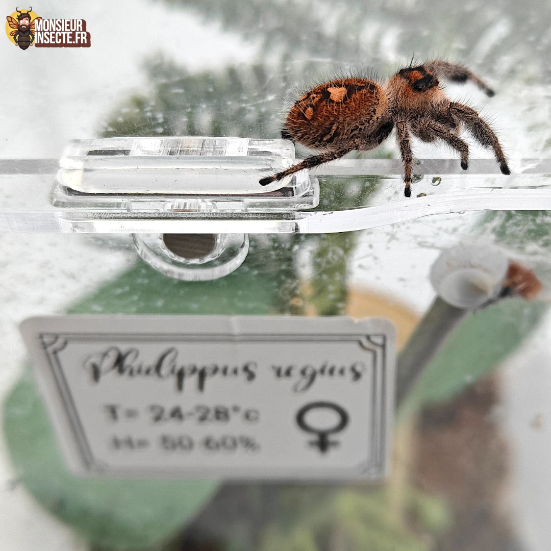 Achat Araignee Phidippus Regius