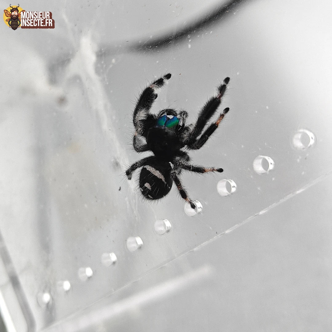 Achat Araignee Phidippus Regius
