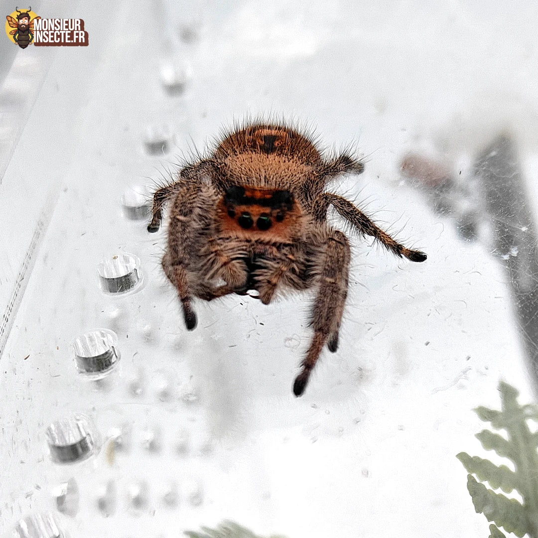 Achat Araignee Phidippus Regius