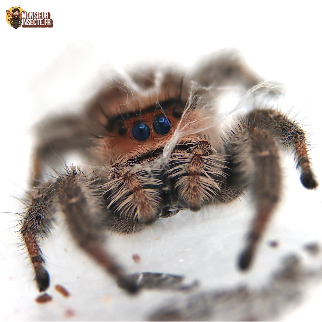Achat Araignee Phidippus Regius florida