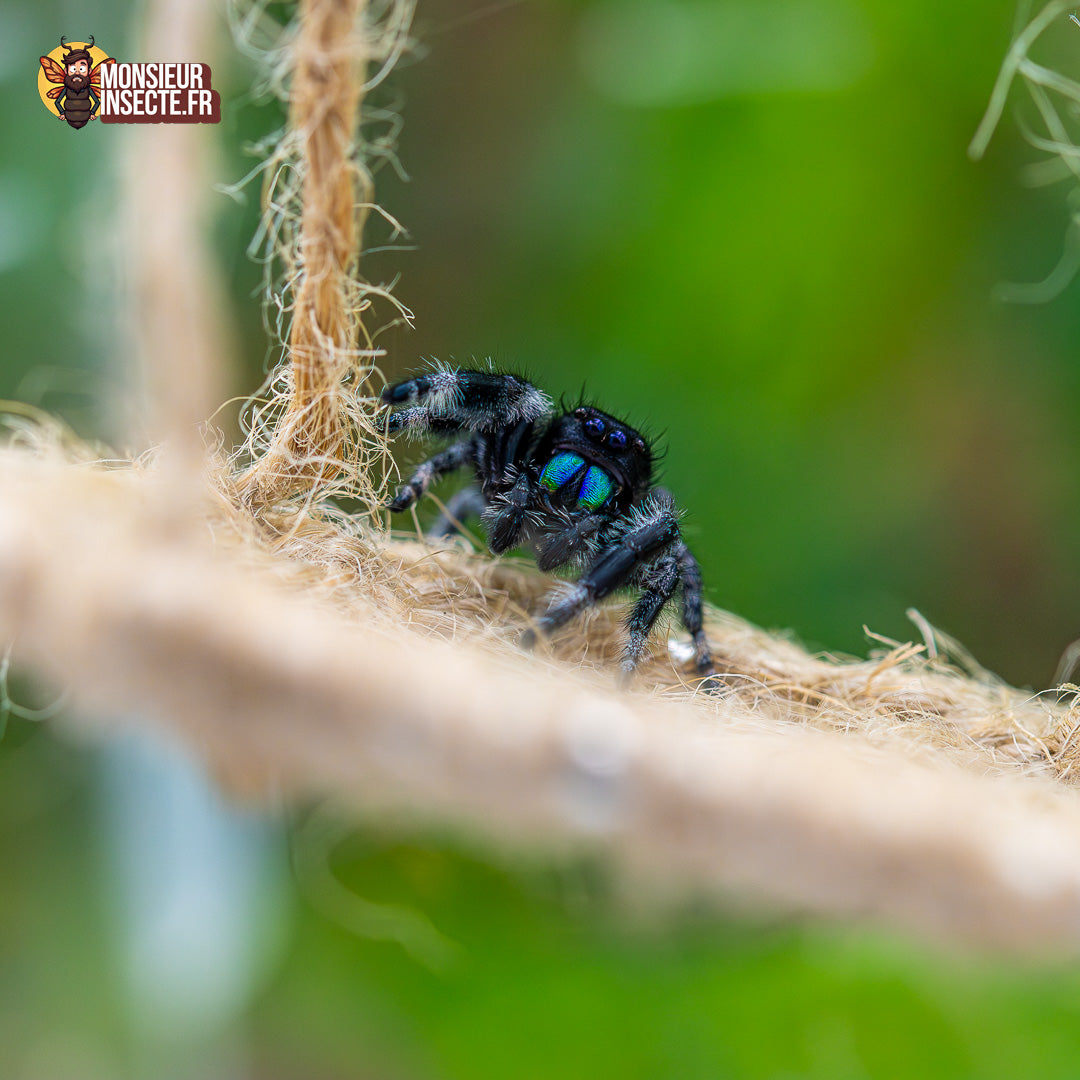 Achat Decoration phidippus regius 1