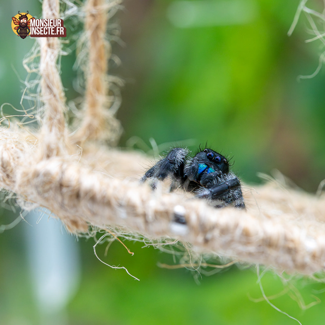 Achat Decoration phidippus regius 2