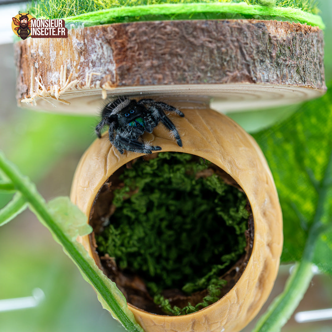Achat Decoration phidippus regius 5