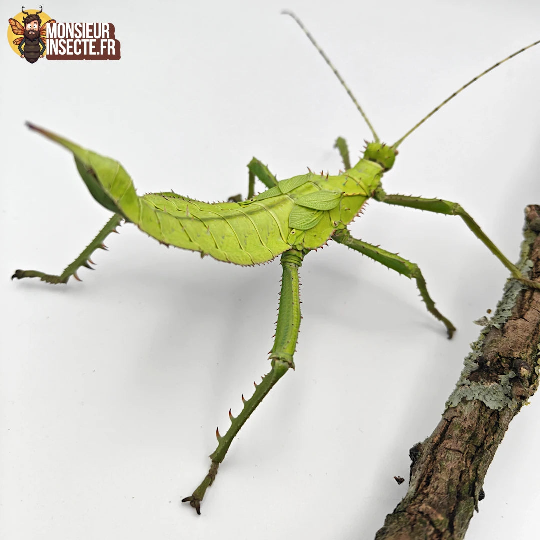 Achat Phasme Heteropteryx dilatata 2