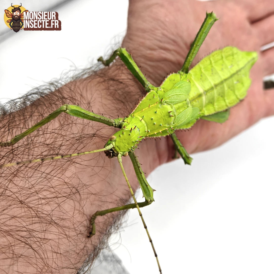 Achat Phasme Heteropteryx dilatata 3