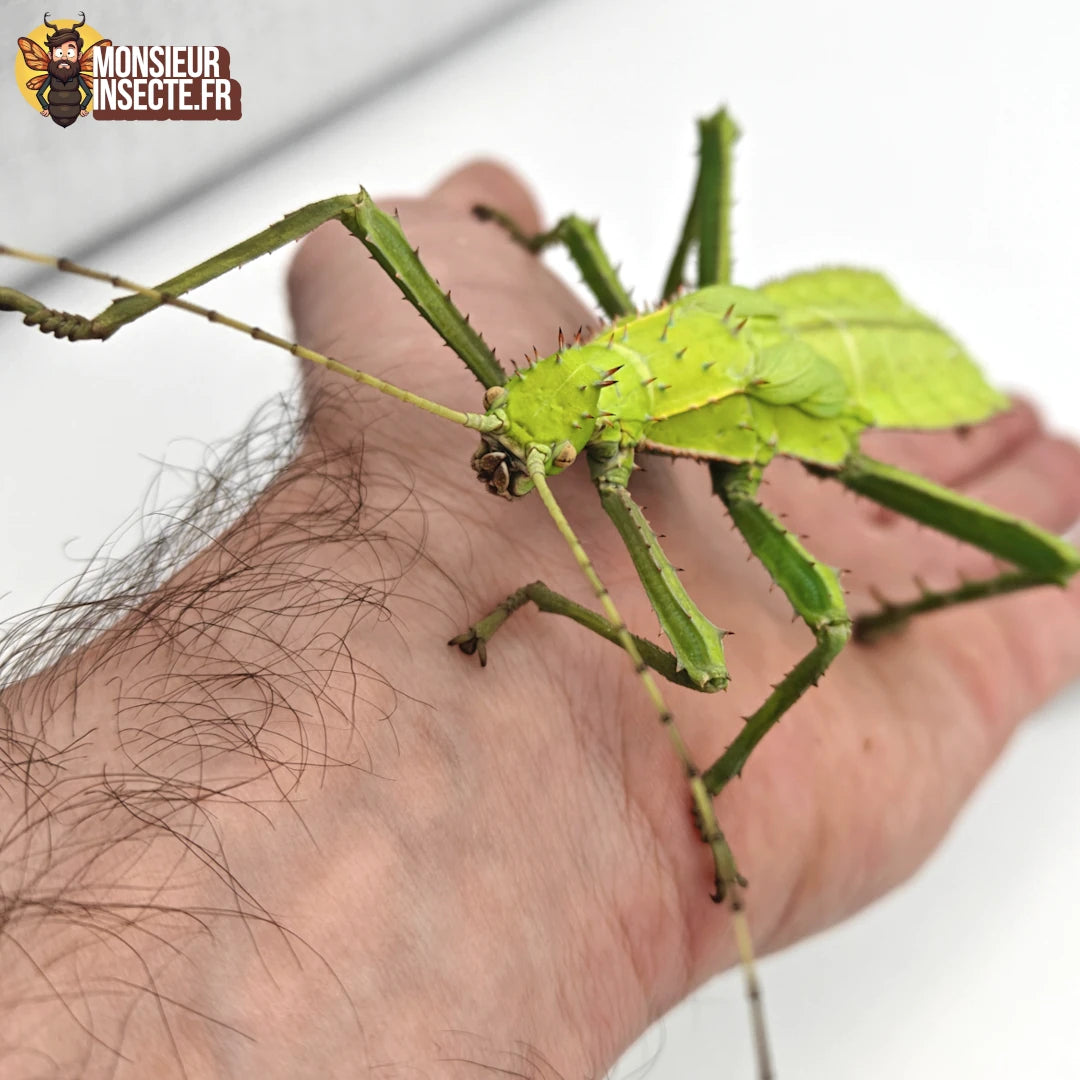 Achat Phasme géant de malaisie 4