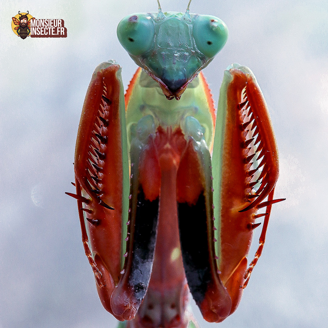 Kit d'élevage | Mante religieuse