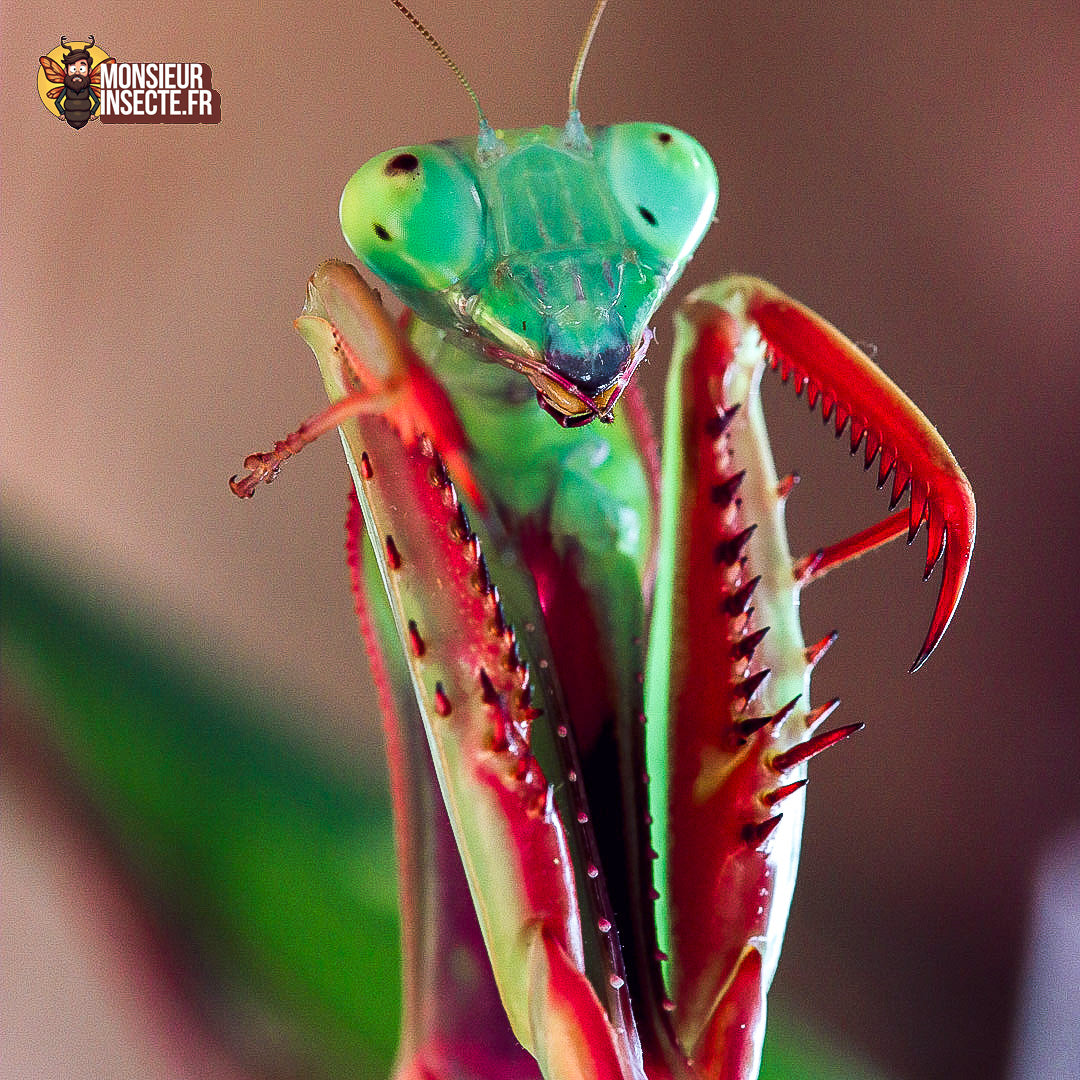 Achat Hierodula Majuscula 9