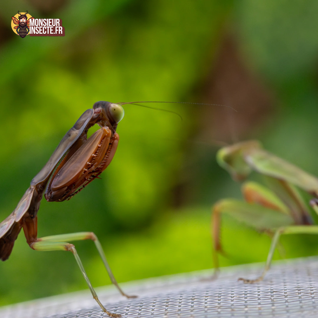 Achat Hierodula Majuscula