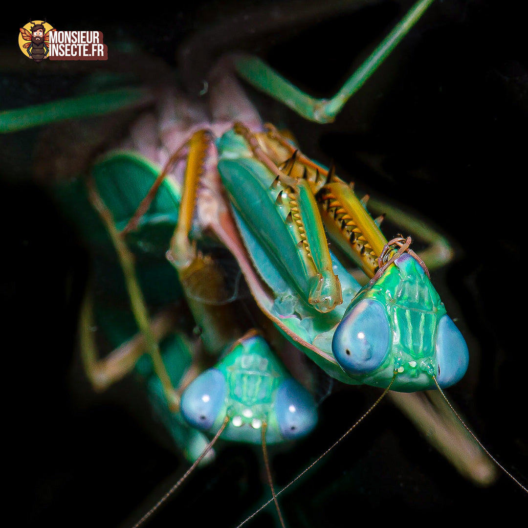 Achat Hierodula Sp Papua bleue 2