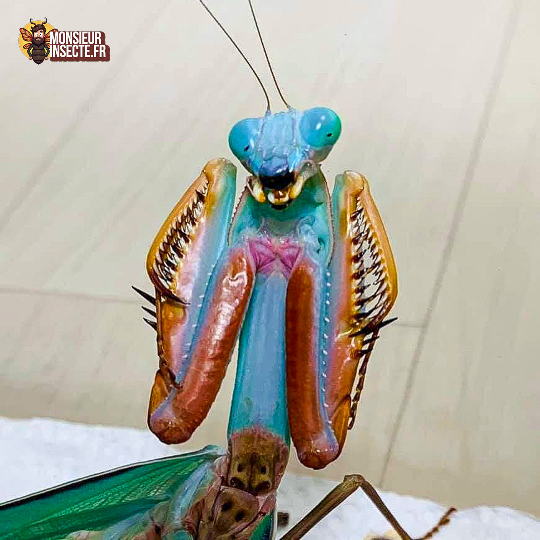 Achat Hierodula Sp Papua bleue 4