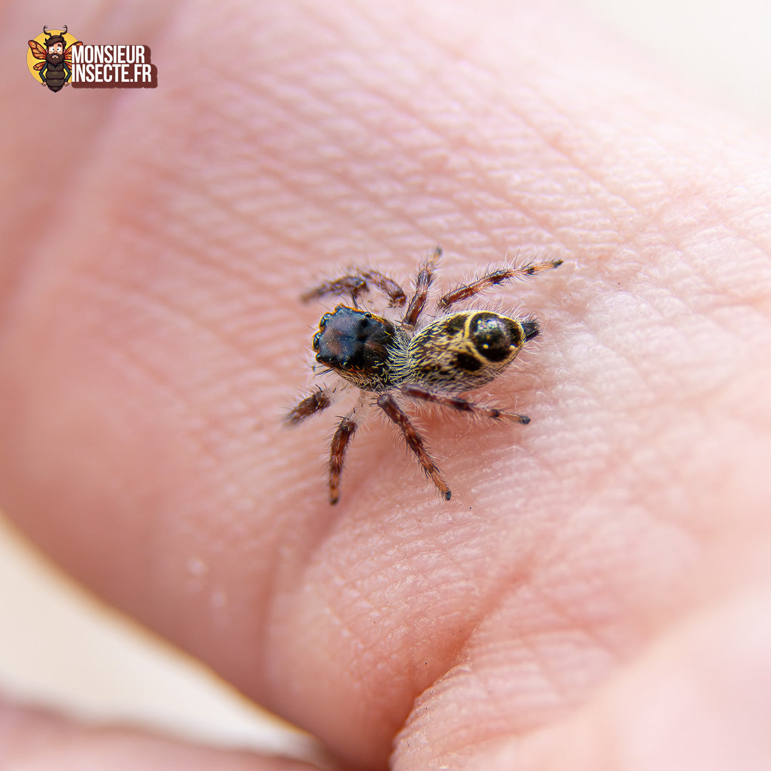 Achat Hyllus Diardi 11