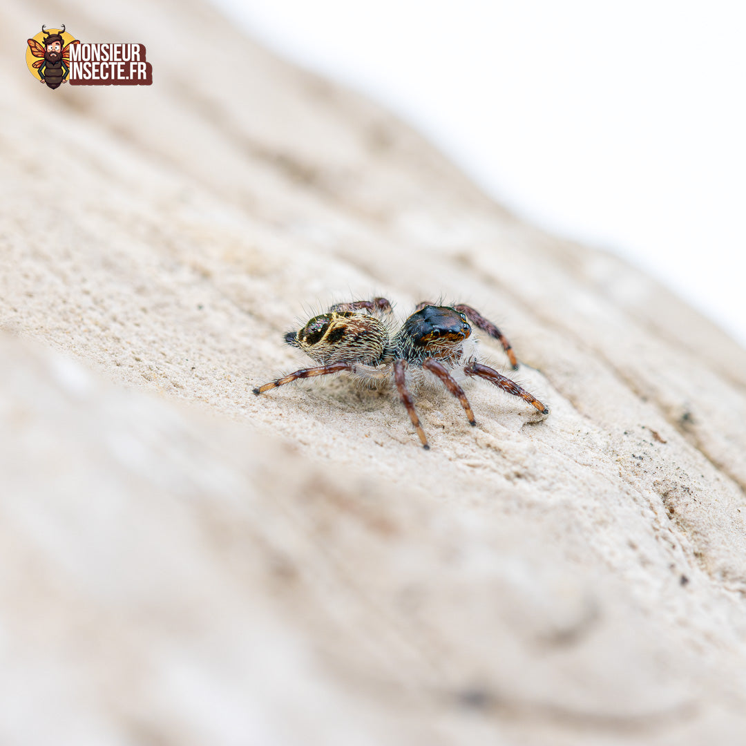 Achat Hyllus Diardi 12