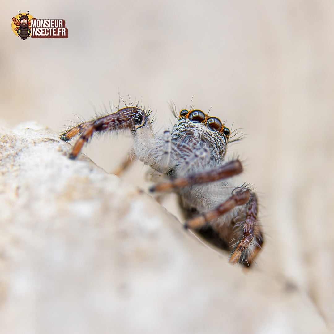 Achat Hyllus Diardi 5