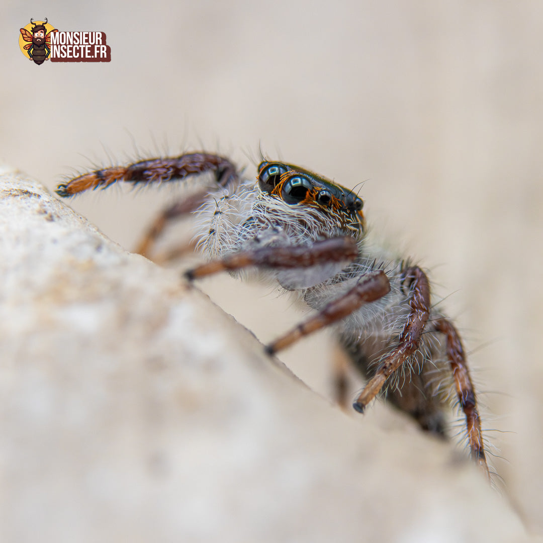 Achat Hyllus Diardi 6