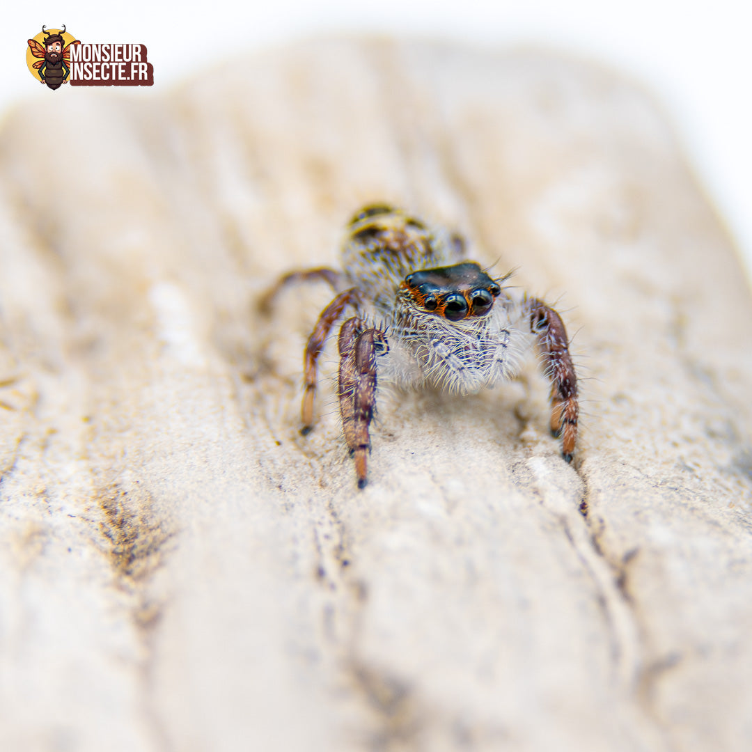 Achat Hyllus Diardi 7