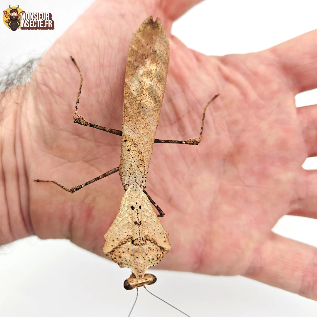 Deroplatys Dessicata – Achat Mante Religieuse "Feuille Morte" 2