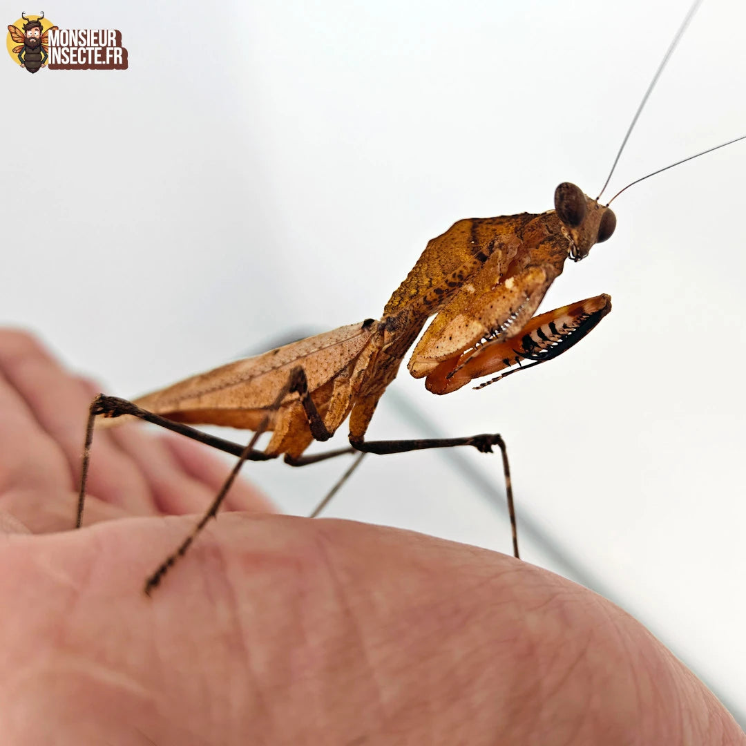 Deroplatys Dessicata – Achat Mante Religieuse "Feuille Morte" 3