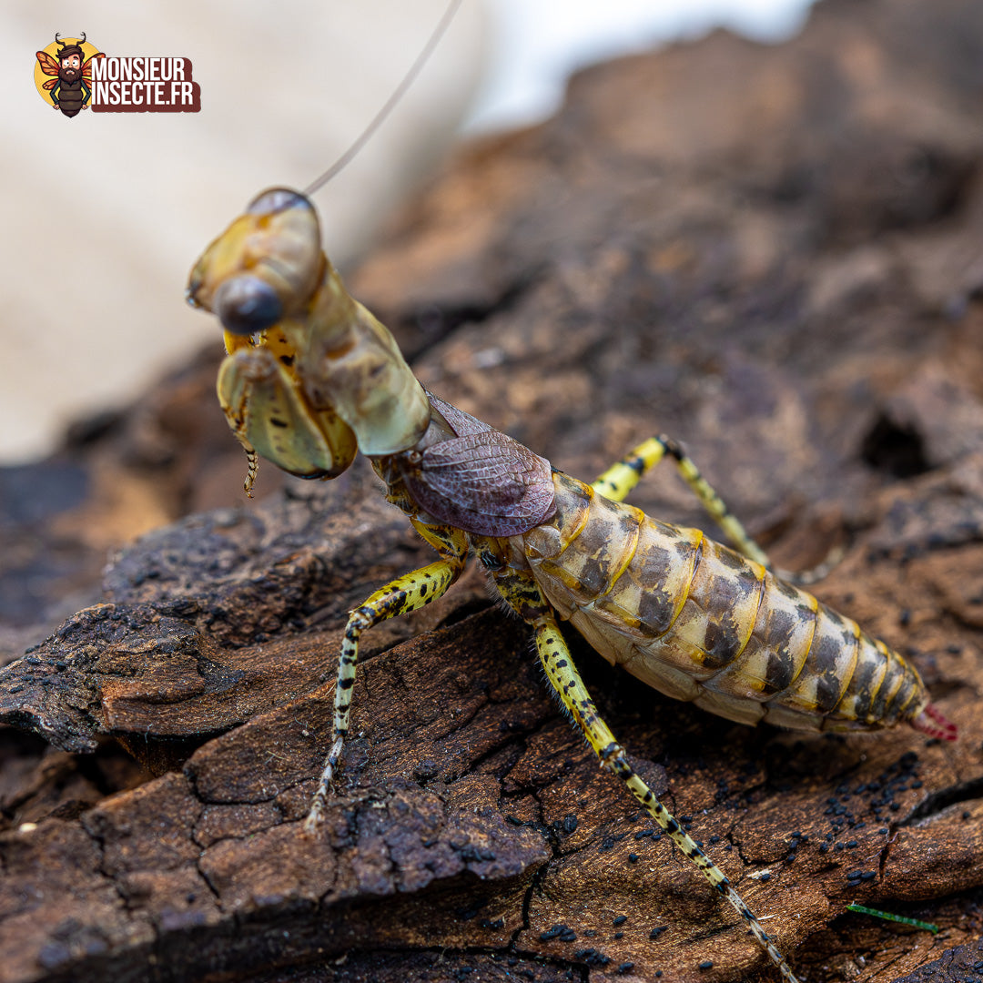 Achat Mante panthere 2