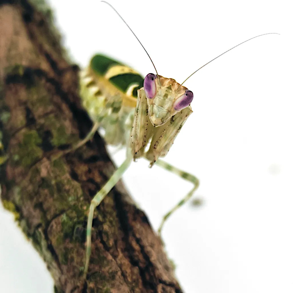 Achat Mante religieuse Creobroter gemmatus - Mante fleur facile pour débuter