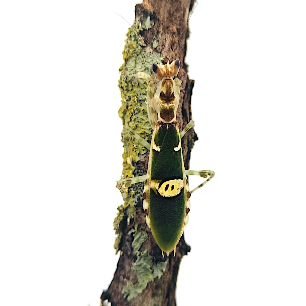 Achat mante religieuse creobroter gemmatus 2