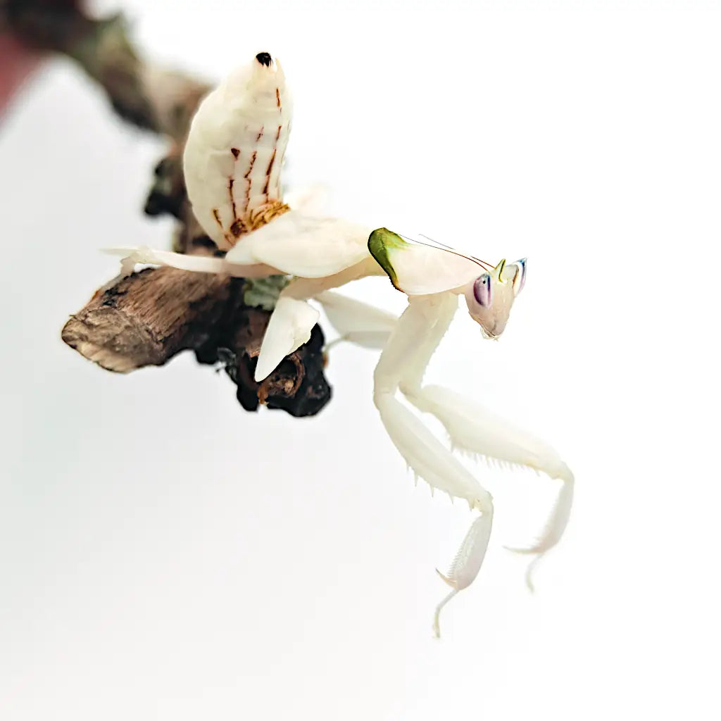 Achat_Mante_religieuse_Hymenopus_Coronatus_Mante_orchidee_1