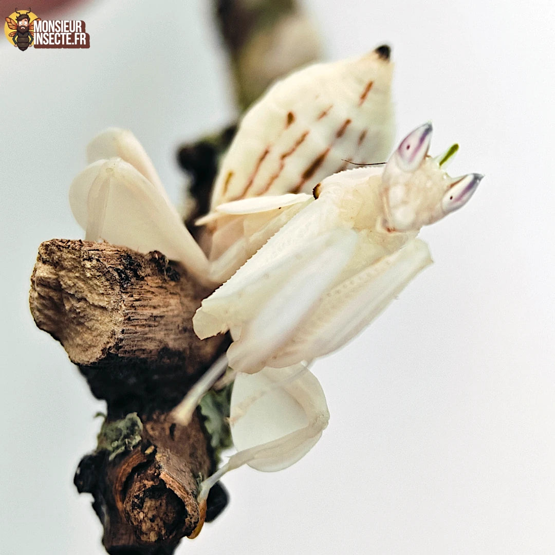 Achat_Mante_religieuse_Hymenopus_Coronatus_Mante_orchidee_3