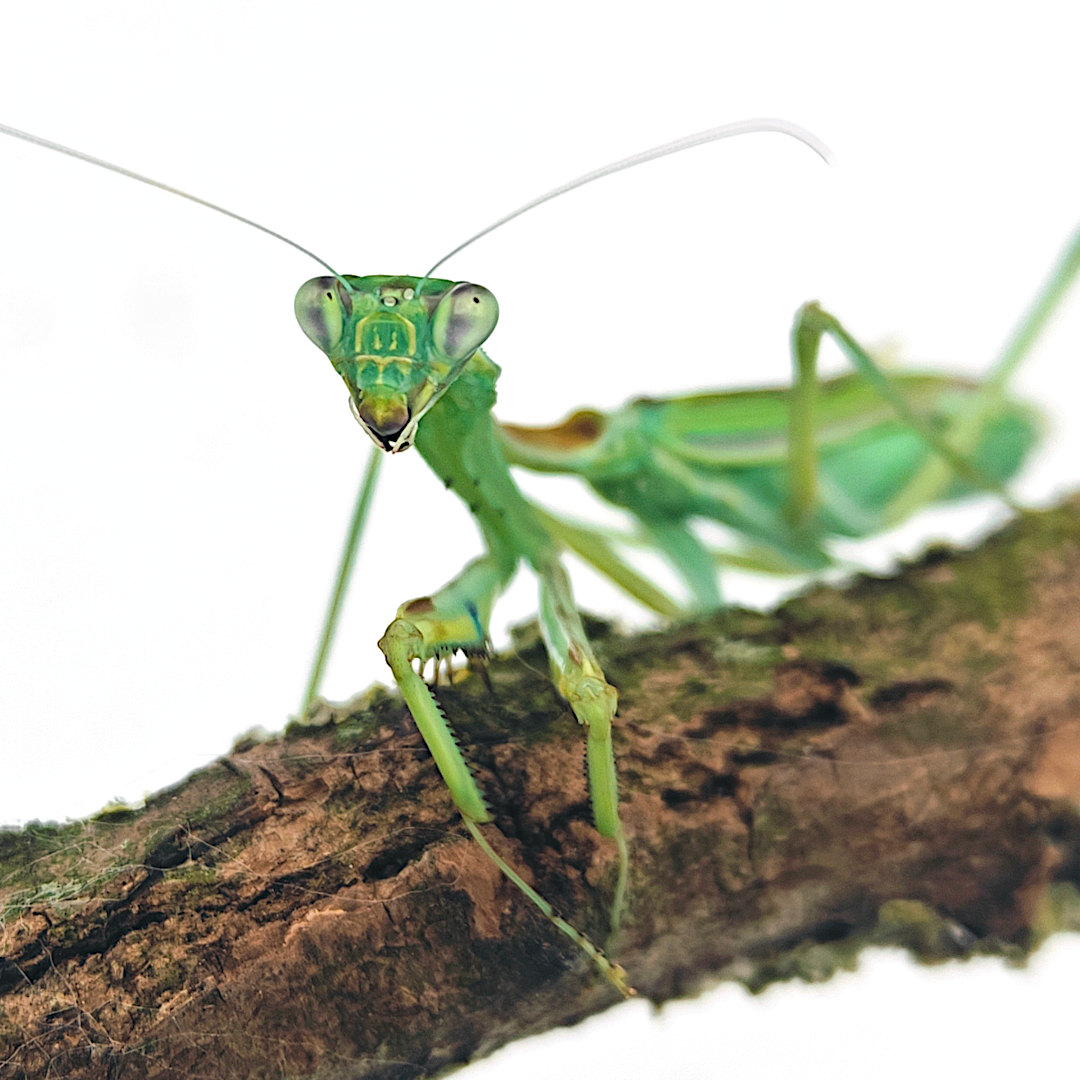 Achat Mante religieuse Omomantis zebrata 1