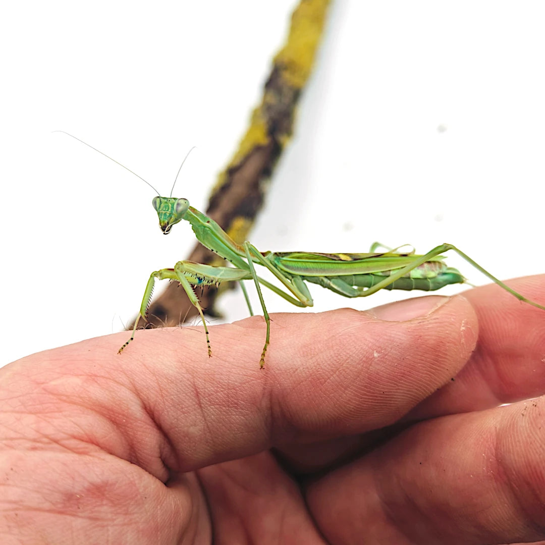 Achat Mante religieuse Omomantis zebrata 2