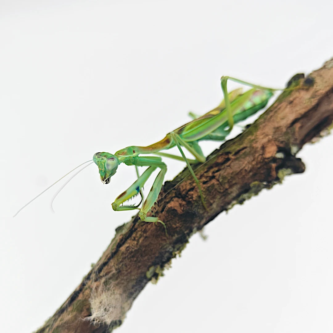 Achat Mante religieuse Omomantis zebrata 3