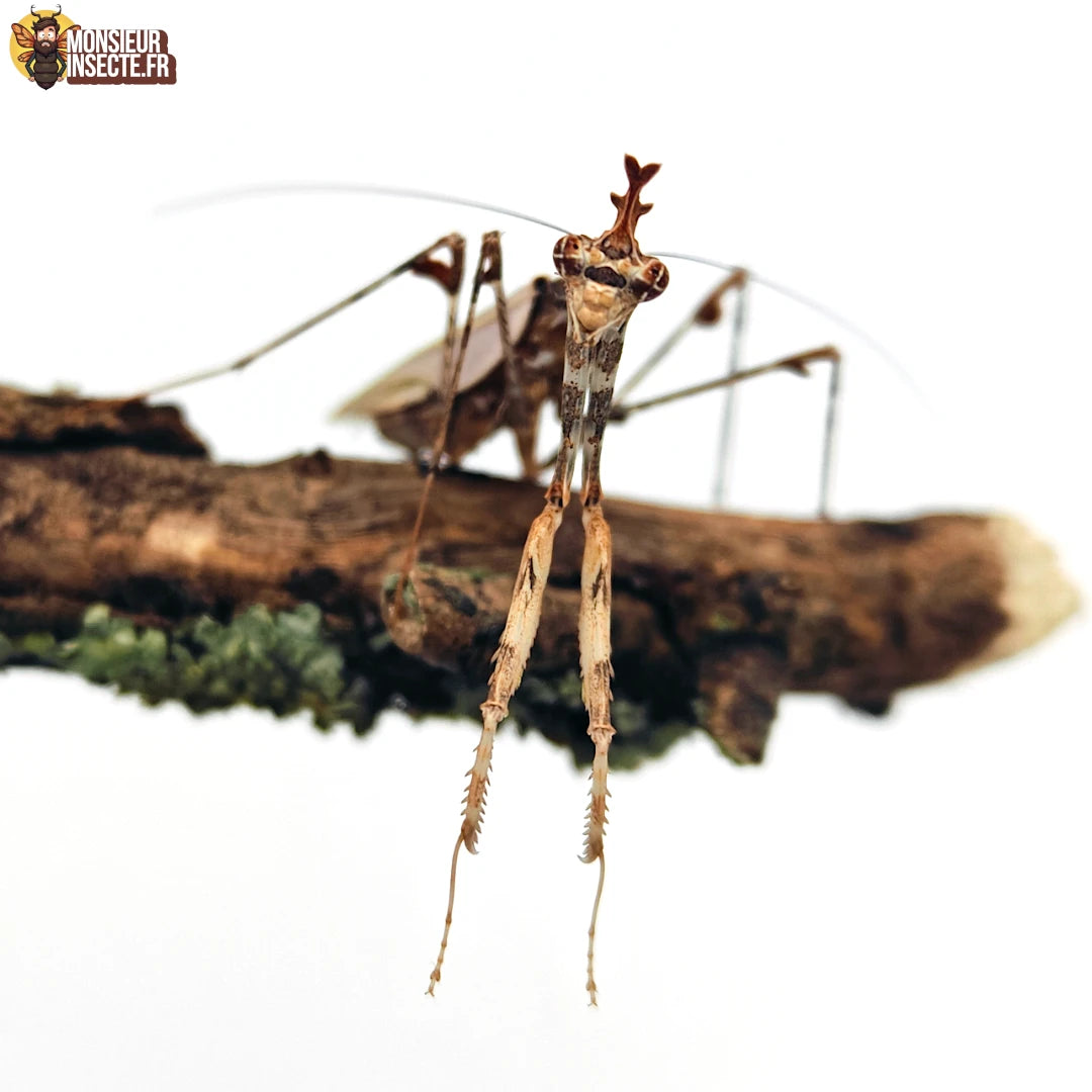 Achat_Sibylla_Pretiosa_mante_religieuse