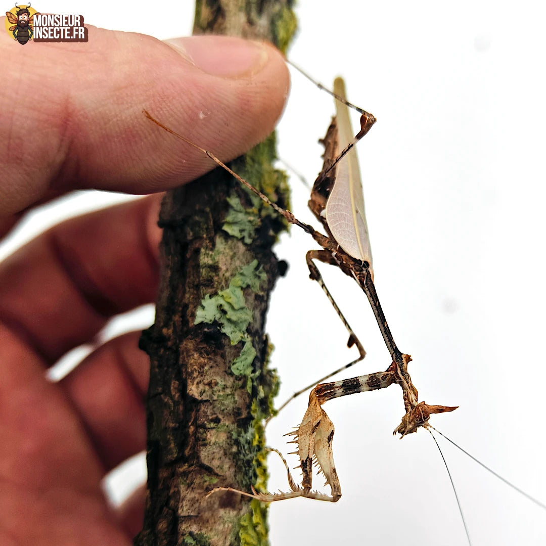 Achat_Sibylla_Pretiosa_mante_religieuse