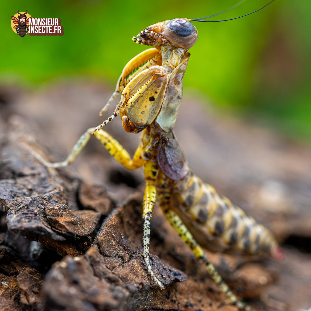 Achat Tarachodula Pantherina 7