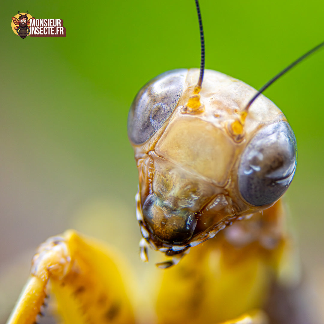 Achat Tarachodula Pantherina 8