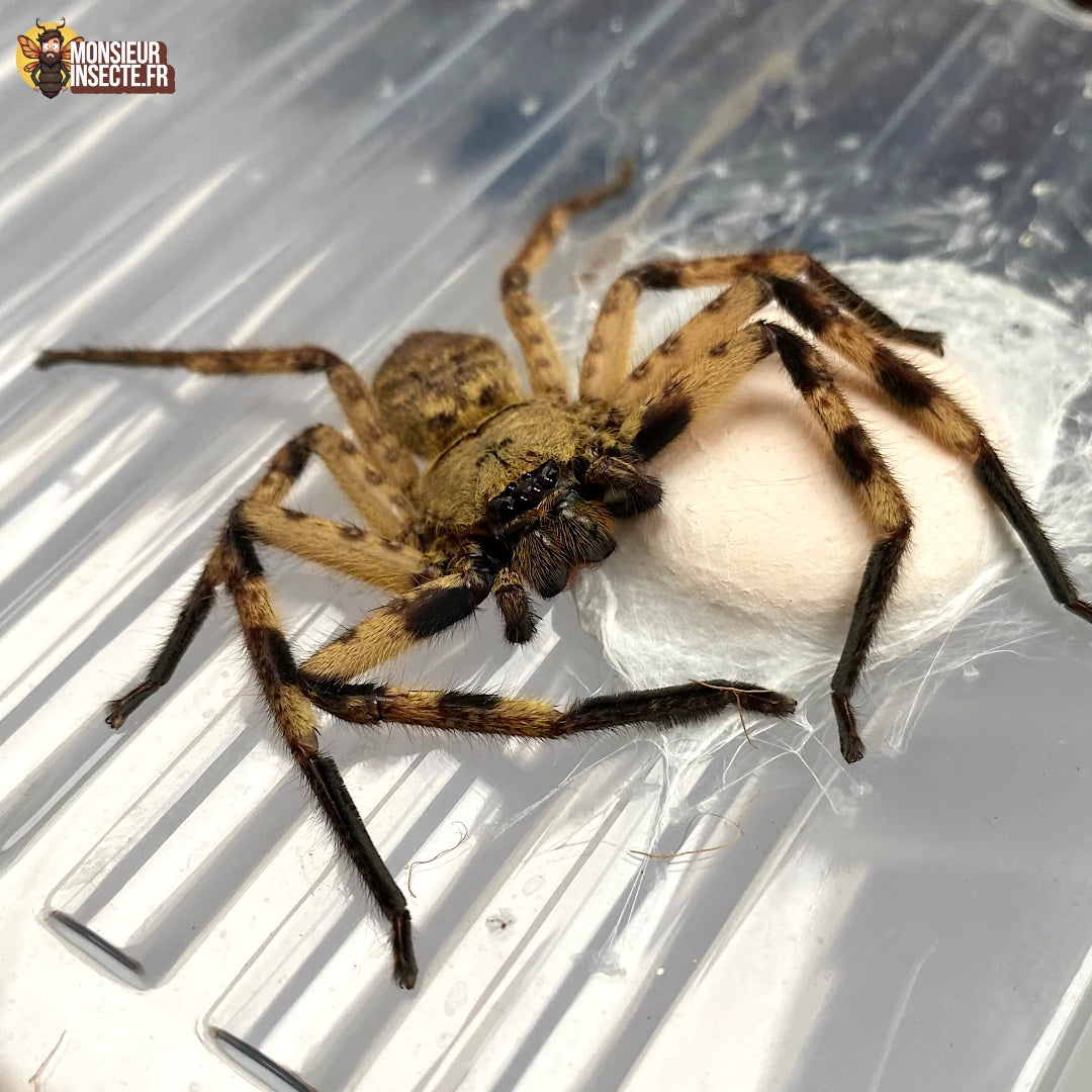 Achat araignée barylestis scutatus