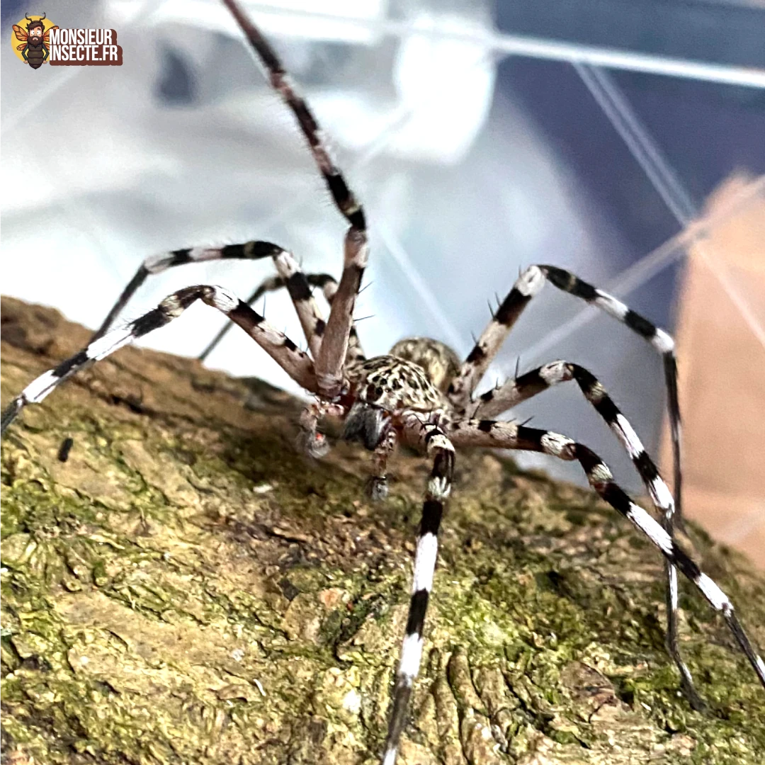 Achat araignee Viridasius Sylvestris