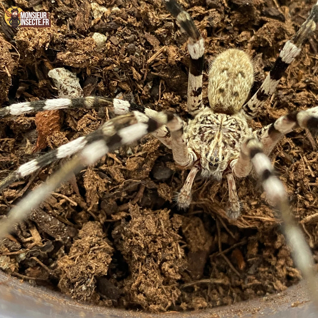 Achat araignee Viridasius Sylvestris 2